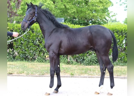 Hannoveraner, Hengst, 2 Jahre, 170 cm, Rappe