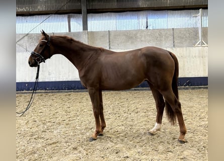 Hannoveraner, Hengst, 2 Jahre, 171 cm, Dunkelfuchs