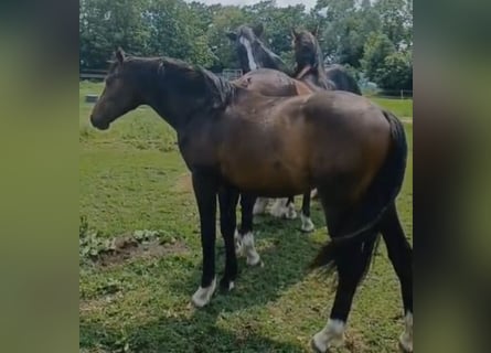Hannoveraner, Hengst, 2 Jahre, 172 cm, Dunkelbrauner