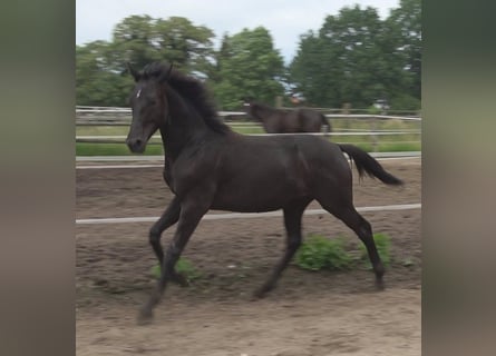 Hannoveraner, Hengst, 2 Jahre, 172 cm, Rappe