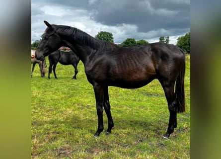 Hannoveraner, Hengst, 2 Jahre, 172 cm, Schwarzbrauner