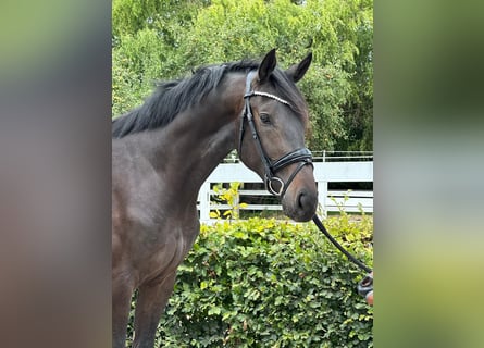 Hannoveraner, Hengst, 2 Jahre, 172 cm, Schwarzbrauner