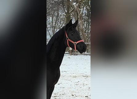 Hannoveraner, Hengst, 2 Jahre, 173 cm, Rappe