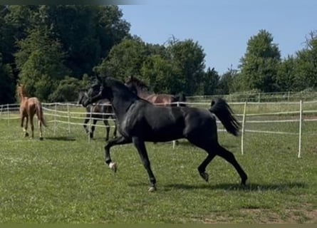 Hannoveraner, Hengst, 2 Jahre, 175 cm, Rappe