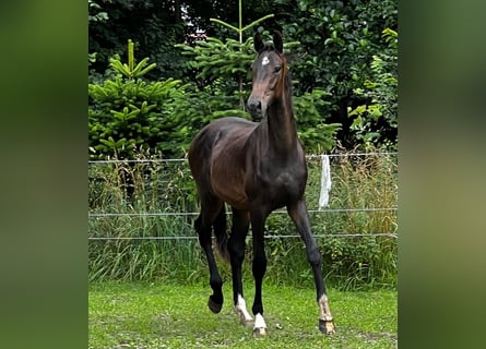 Hannoveraner, Hengst, 2 Jahre, 178 cm, Dunkelbrauner