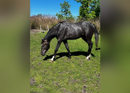 Hannoveraner, Hengst, 2 Jahre, 178 cm, Rappschimmel