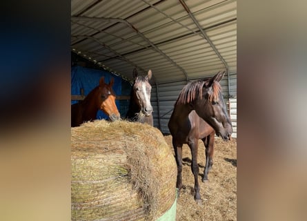 Hannoveraner, Hengst, 2 Jahre, 180 cm, Rappe