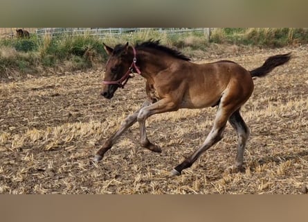 Hannoveraner, Hengst, 2 Jahre, Brauner
