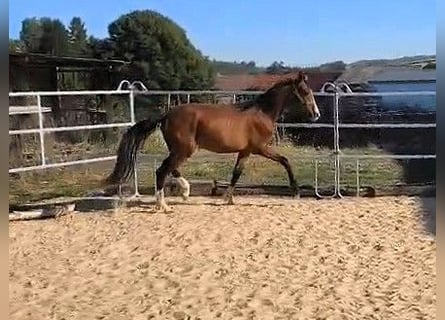 Hannoveraner, Hengst, 2 Jahre, Brauner