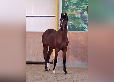 Hannoveraner, Hengst, 2 Jahre