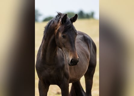 Hannoveraner, Hengst, 2 Jahre, Dunkelbrauner