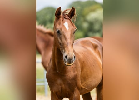 Hannoveraner, Hengst, 2 Jahre, Dunkelfuchs