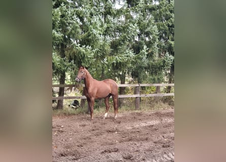 Hannoveraner, Hengst, 2 Jahre, Fuchs