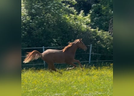 Hannoveraner, Hengst, 2 Jahre, Fuchs