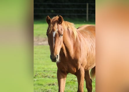 Hannoveraner, Hengst, 2 Jahre, Fuchs