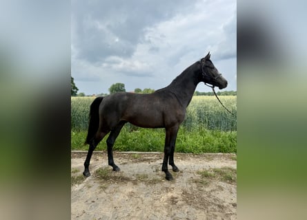 Hannoveraner, Hengst, 2 Jahre, Kann Schimmel werden