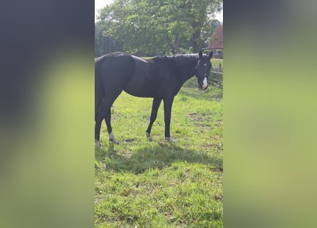 Hannoveraner, Hengst, 2 Jahre, Rappe
