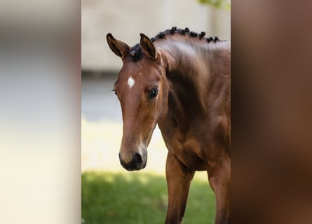 Hannoveraner, Hengst, 2 Jahre, Rotbrauner