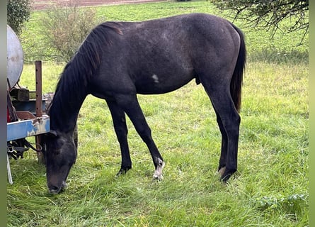 Hannoveraner, Hengst, 2 Jahre, Schimmel