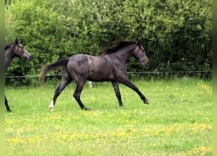 Hannoveraner, Hengst, 2 Jahre, Schimmel Hannoveraner, Hengst, 2 Jahre, Schimmel