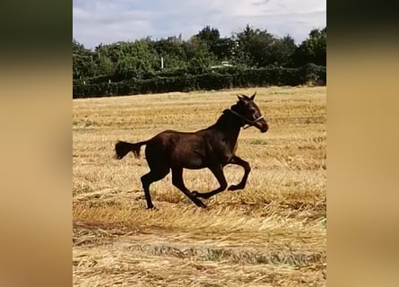 Hannoveraner, Hengst, 2 Jahre, Schwarzbrauner