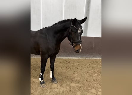 Hannoveraner, Hengst, 3 Jahre, 156 cm, Brauner