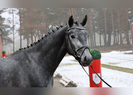 Hannoveraner, Hengst, 3 Jahre, 157 cm, Schimmel