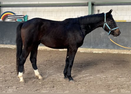 Hannoveraner, Hengst, 3 Jahre, 158 cm, Dunkelbrauner