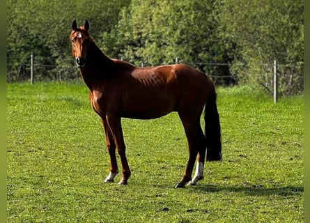 Hannoveraner, Hengst, 3 Jahre, 164 cm, Fuchs