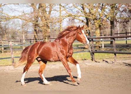 Hannoveraner, Hengst, 3 Jahre, 164 cm, Fuchs