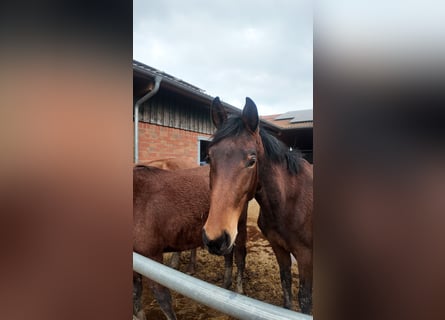 Hannoveraner, Hengst, 3 Jahre, 167 cm, Brauner