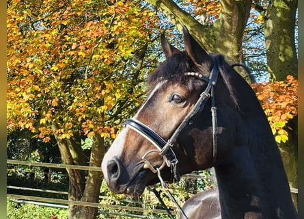 Hannoveraner, Hengst, 3 Jahre, 167 cm, Dunkelbrauner