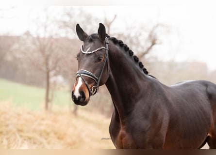 Hannoveraner, Hengst, 3 Jahre, 168 cm, Dunkelbrauner