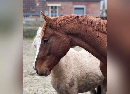 Hannoveraner, Hengst, 3 Jahre, 168 cm, Fuchs