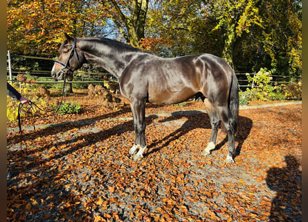 Hannoveraner, Hengst, 3 Jahre, 169 cm, Dunkelbrauner