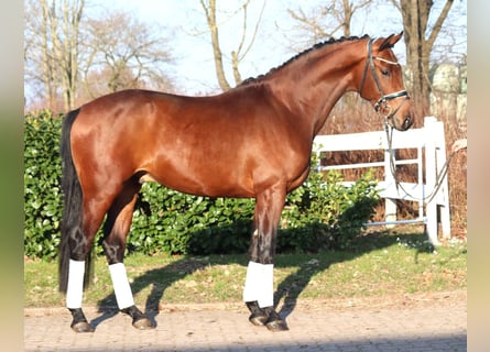 Hannoveraner, Hengst, 3 Jahre, 170 cm, Brauner
