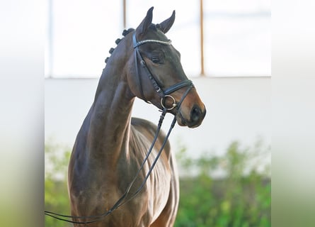 Hannoveraner, Hengst, 3 Jahre, 170 cm, Dunkelbrauner