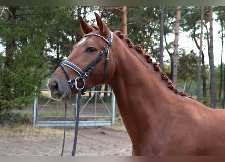 Hannoveraner, Hengst, 3 Jahre, 170 cm, Dunkelfuchs
