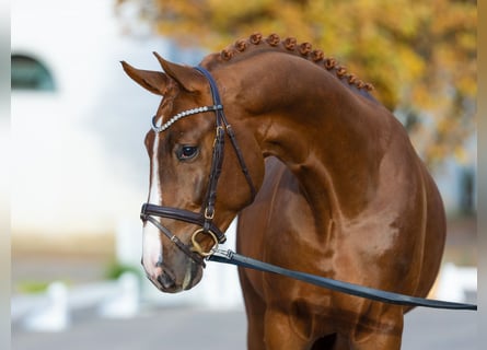 Hannoveraner, Hengst, 3 Jahre, 171 cm, Dunkelfuchs