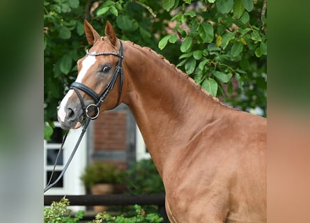 Hannoveraner, Hengst, 3 Jahre, 171 cm, Fuchs