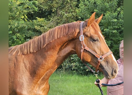 Hannoveraner, Hengst, 3 Jahre, 172 cm, Fuchs