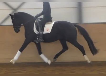 Hannoveraner, Hengst, 3 Jahre, 172 cm, Rappe