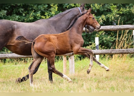 Hannoveraner, Hengst, 3 Jahre, Brauner