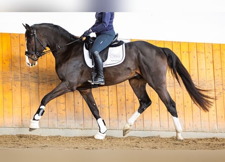 Hannoveraner, Hengst, 3 Jahre, Dunkelbrauner