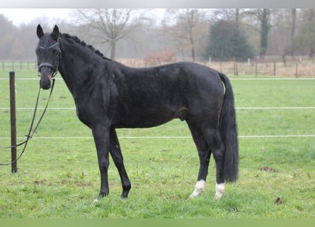 Hannoveraner, Hengst, 4 Jahre, 160 cm, Dunkelbrauner