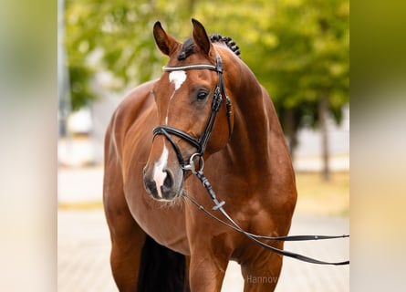 Hannoveraner, Hengst, 4 Jahre, 164 cm, Brauner