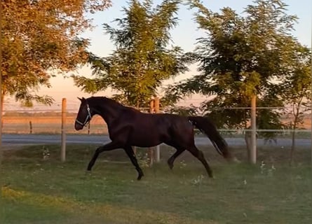 Hannoveraner, Hengst, 4 Jahre, 165 cm, Rappe