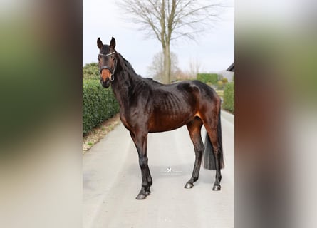 Hannoveraner, Hengst, 4 Jahre, 165 cm, Schwarzbrauner