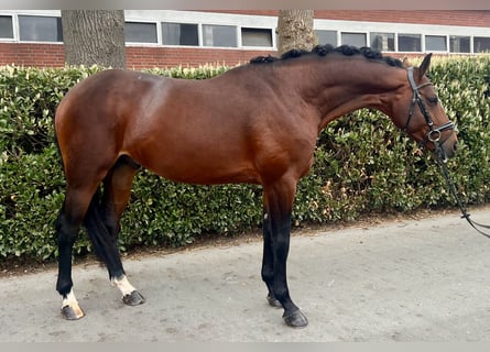 Hannoveraner, Hengst, 4 Jahre, 166 cm, Brauner