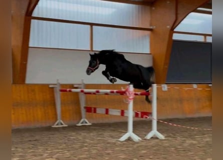 Hannoveraner, Hengst, 4 Jahre, 166 cm, Schimmel
